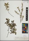 Foto von Salix myrsinifolia Salisb.